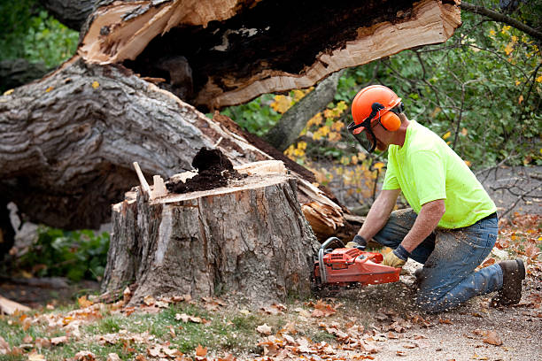 Best Tree Removal Service  in USA